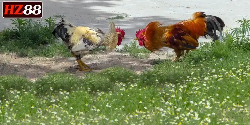 da-ga-sv388-sieu-uy-tin