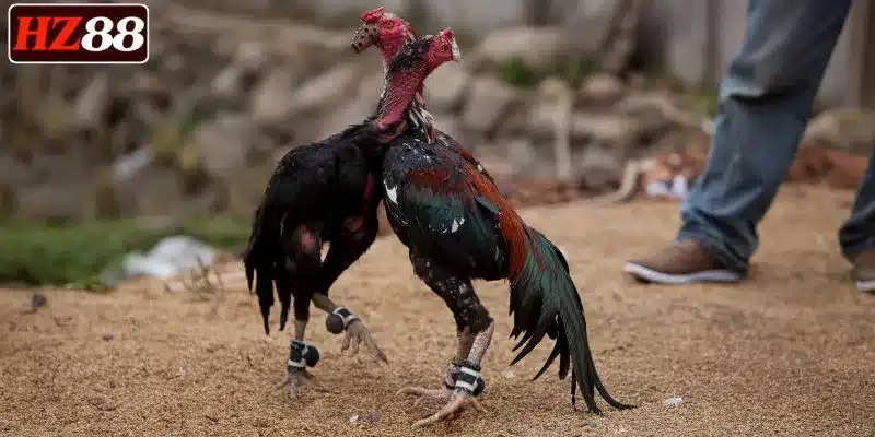 gioi-thieu-da-ga-cua-sat