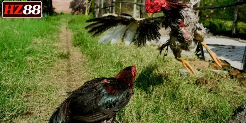 gioi-thieu-da-ga-sv388